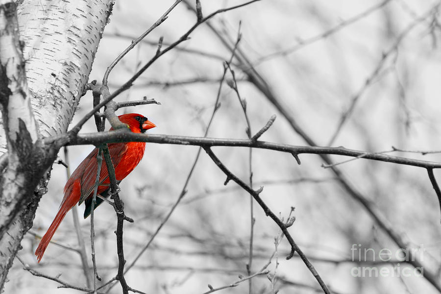 Selective Color Cardinal in Birch  Photograph by Alan Look
