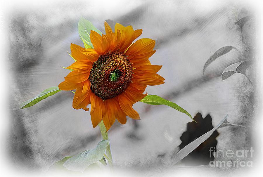 Selective Color Sunflower Photograph by John  Kolenberg