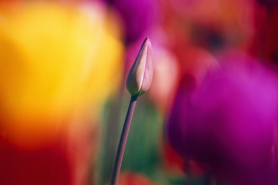 Tulip Photograph - Selective Focus Tulip Flower Field by Natural Selection Craig Tuttle