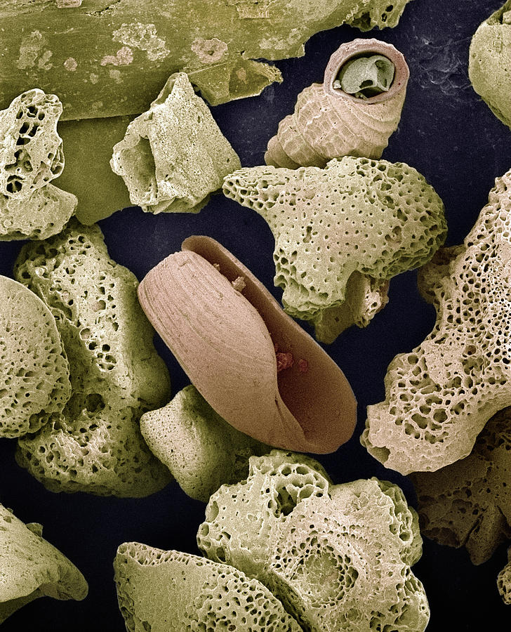 Sem Close-up View Of Foraminiferans Photograph by Albert Lleal