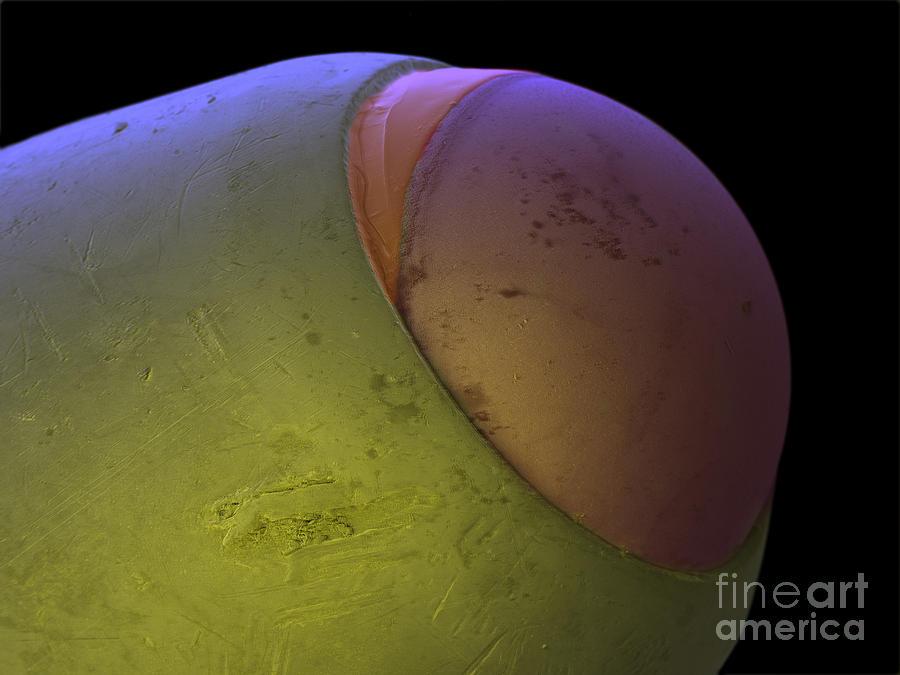 Sem Of A Ball Point Pen Photograph by Ted Kinsman