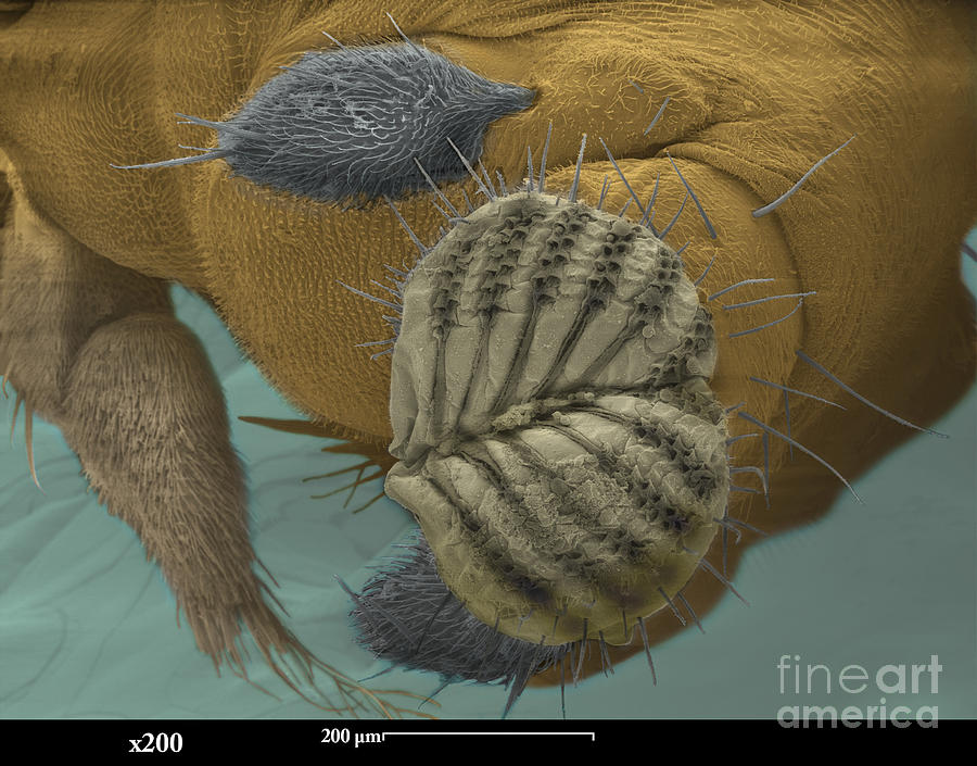 Sem Of A Fruit Fly Mouth Photograph by Ted Kinsman