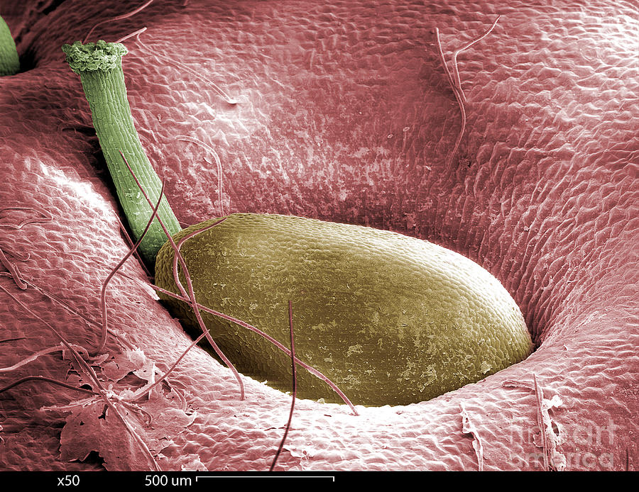 Sem Of A Strawberry Seed Photograph by Ted Kinsman