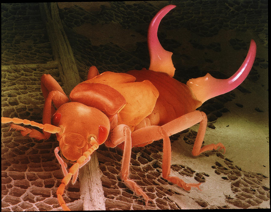 Sem Of An Earwig Photograph by Power And Syred
