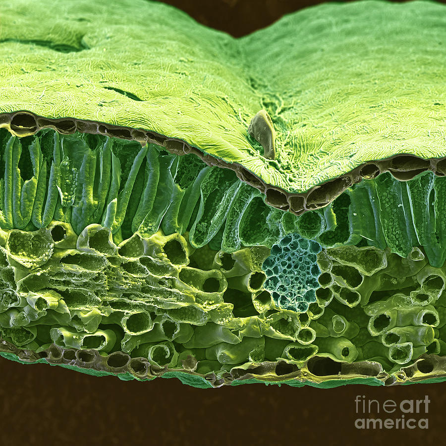 Sem Of Christmas Rose Leaf Photograph by Science Source