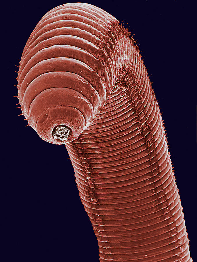 Sem Of Earthworm by Steve Gschmeissner