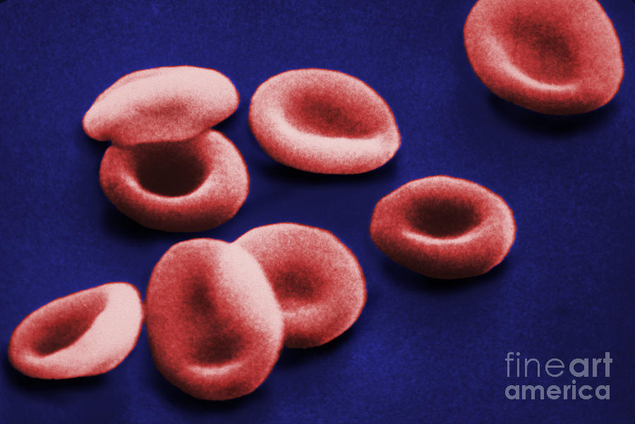 Sem Of Red Blood Cells Photograph by Omikron