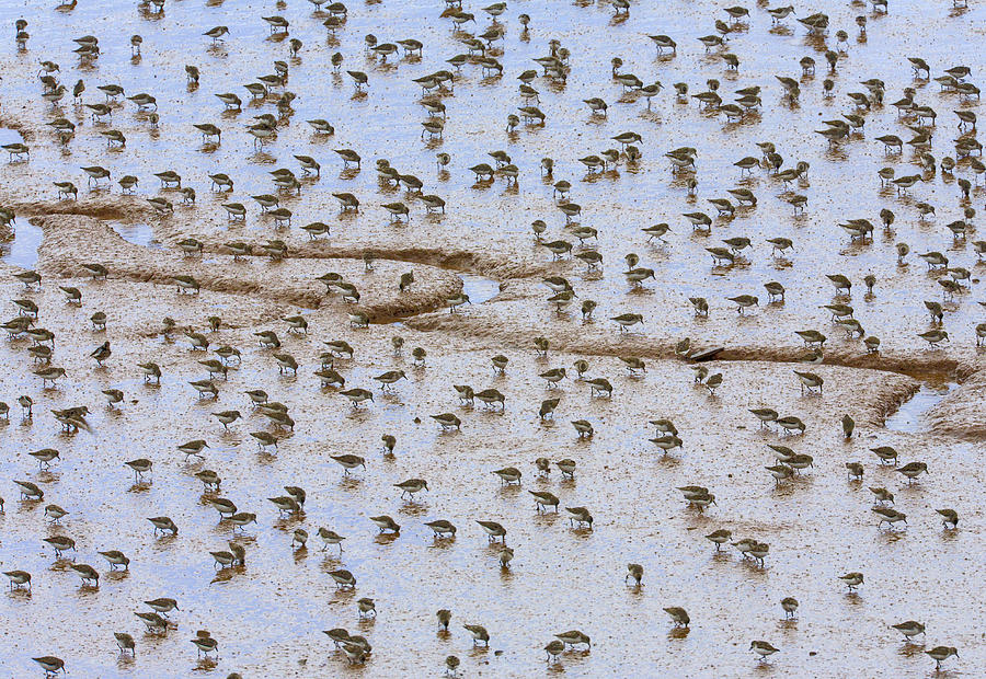 Semipalmated Sandpiper Calidris Pusilla Photograph by Yva Momatiuk & John Eastcott