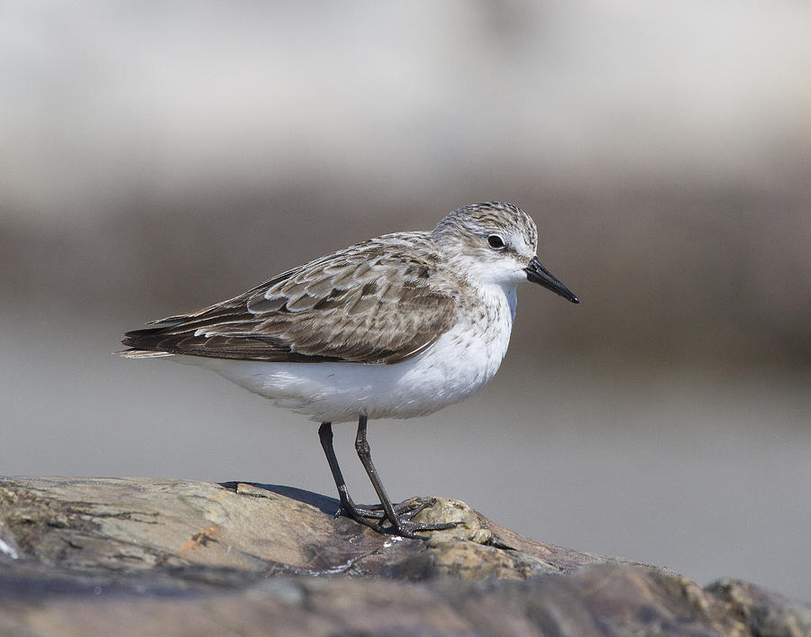 Semipalmated Sandpiper Photograph by Chuck Homler - Pixels