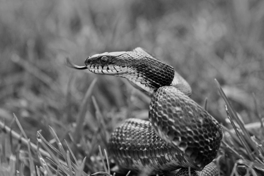 Snake Photograph - Sense by Betsy Knapp