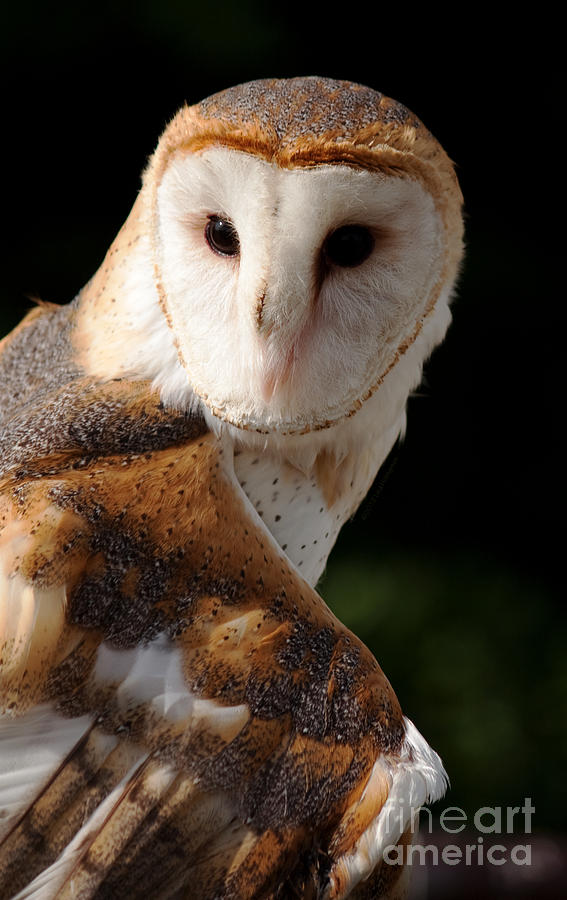 Owl Photograph - Sensing by Lisa Porier