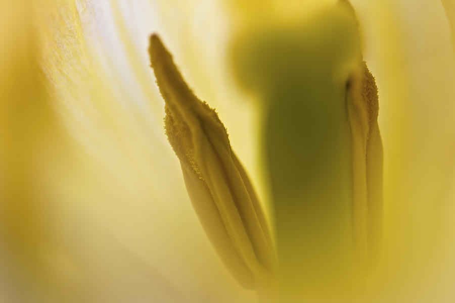 Spring Photograph - Sensual by Clare Bambers