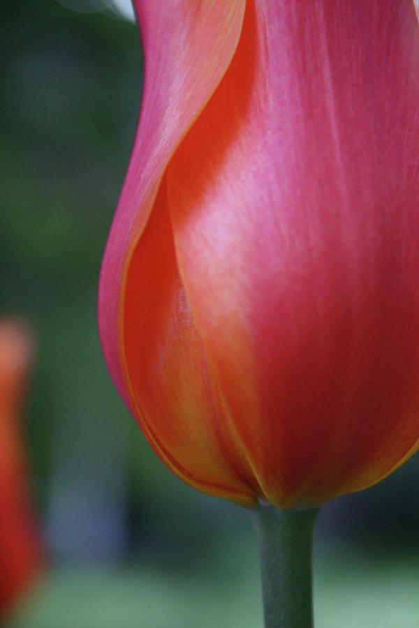 Sensual Orange Tulip Photograph by Cathie Douglas