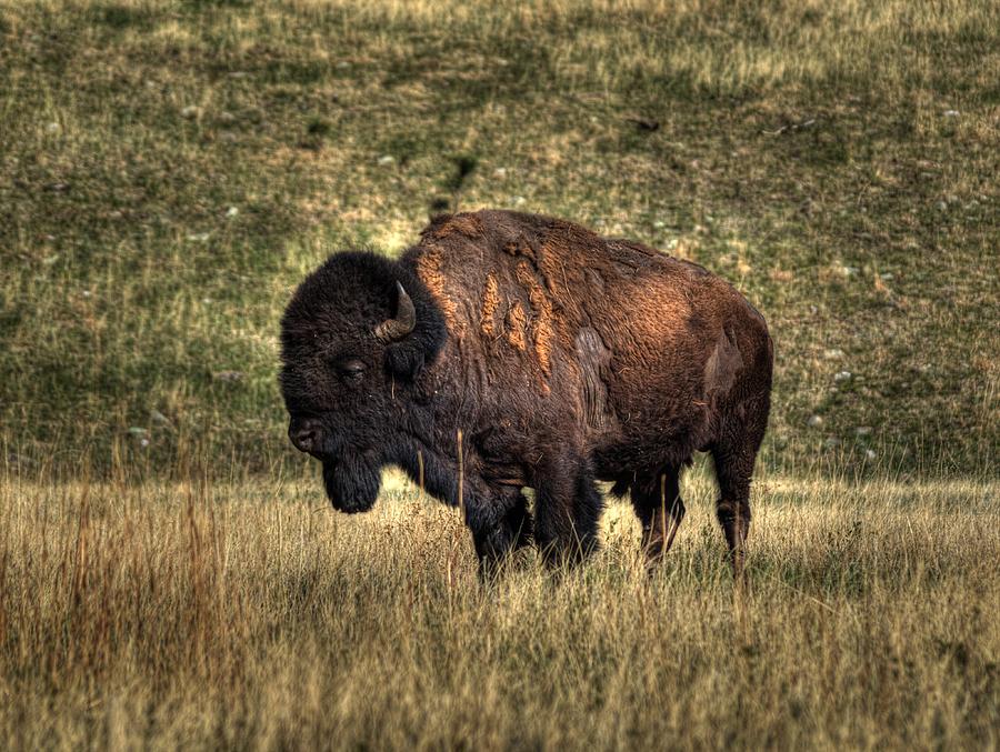 Bison Photograph - Sentinel  by HW Kateley
