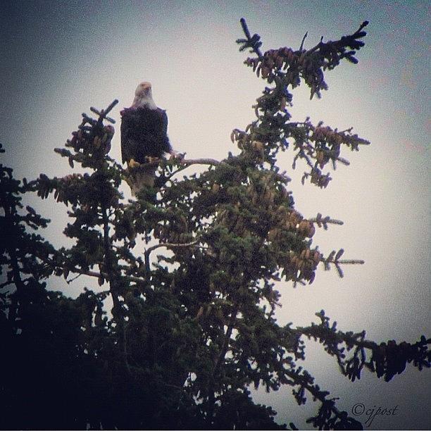 Eagle Photograph - Sentry 👀 #eagle #baldeagle #bird by Cynthia Post