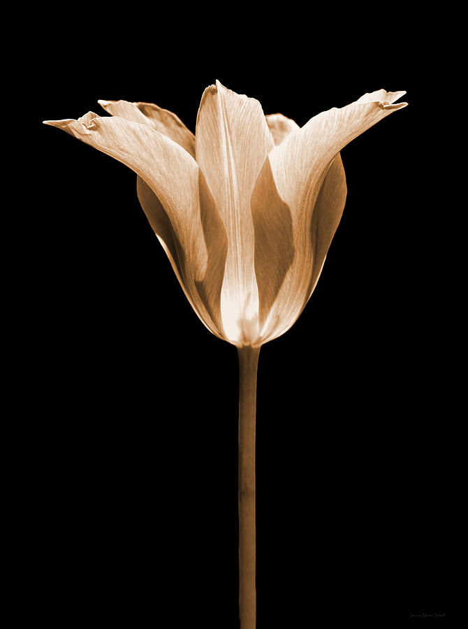 Sentry Tulip Flower Sepia Photograph by Jennie Marie Schell