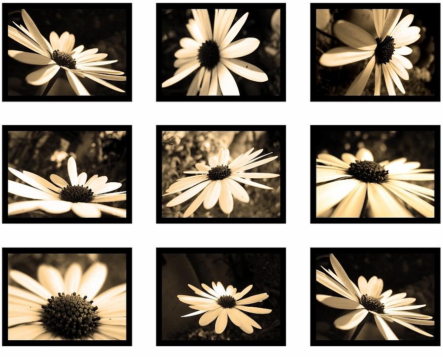 Sepia daisies Photograph by Sumit Mehndiratta