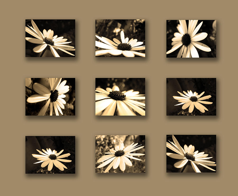 Sepia Daisy Flower Series Photograph by Sumit Mehndiratta