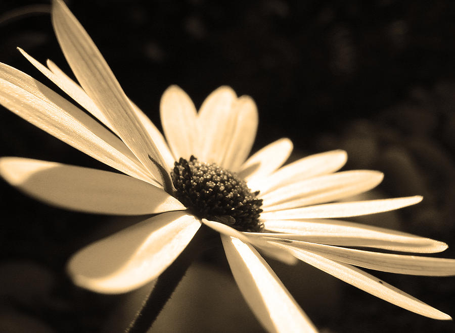 Flower Photograph - Sepia Daisy Flower by Sumit Mehndiratta