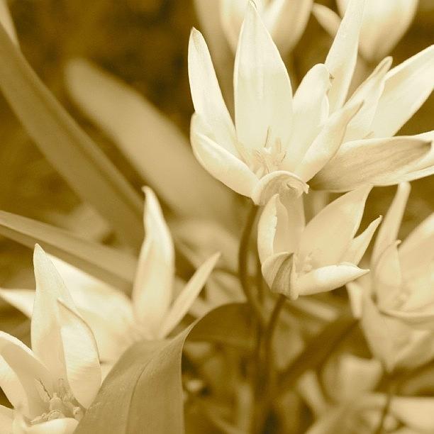 Flower Photograph - Sepia Flowers by Justin Connor