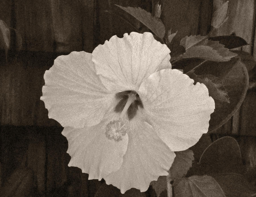Sepia Hibiscus Flower Photograph by Tony Grider