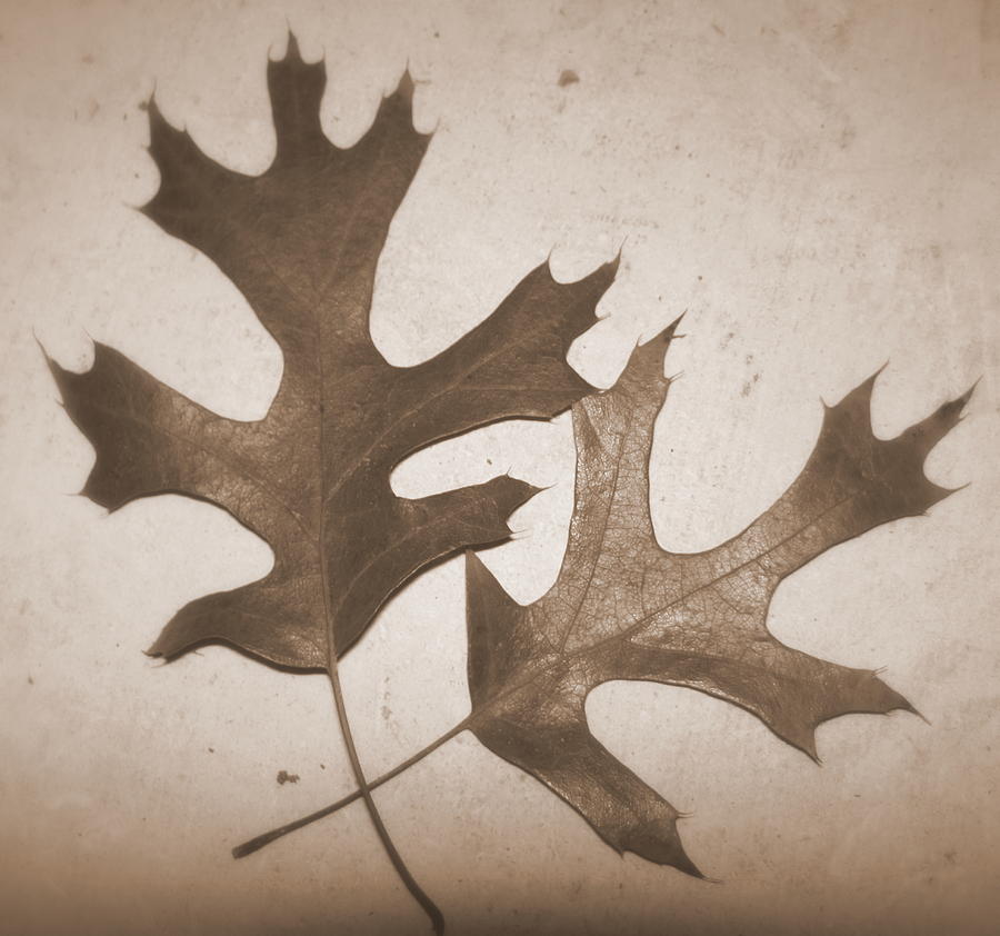 Sepia leaves Photograph by Life Makes Art