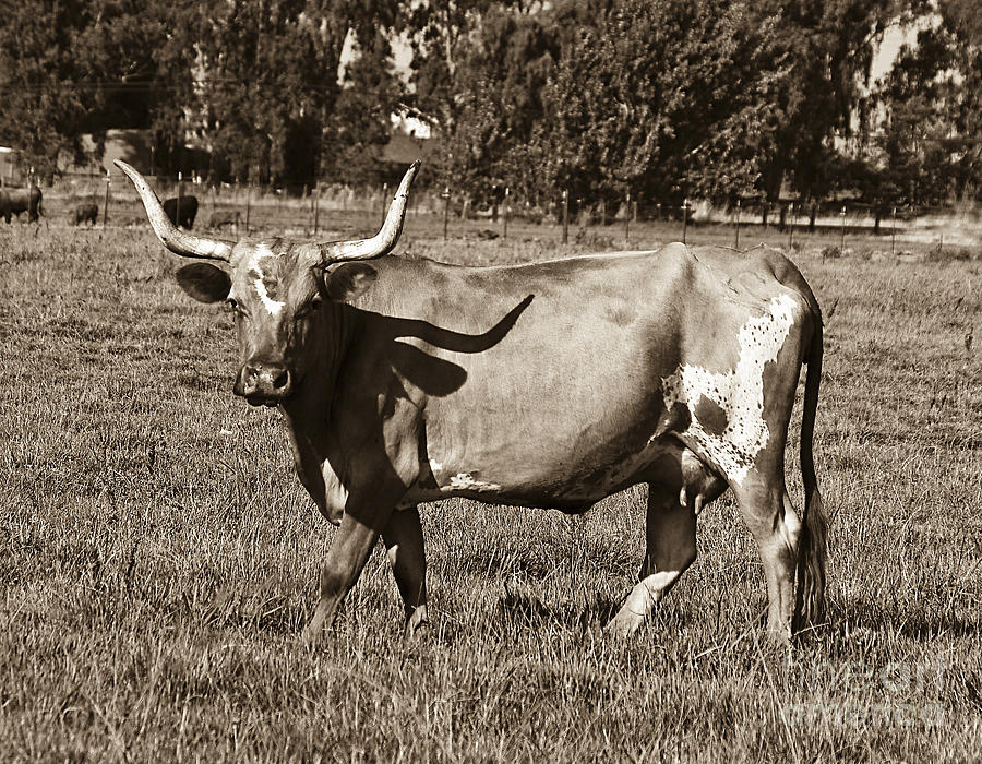 Sepia longhorn cow Photograph by Jim And Emily Bush