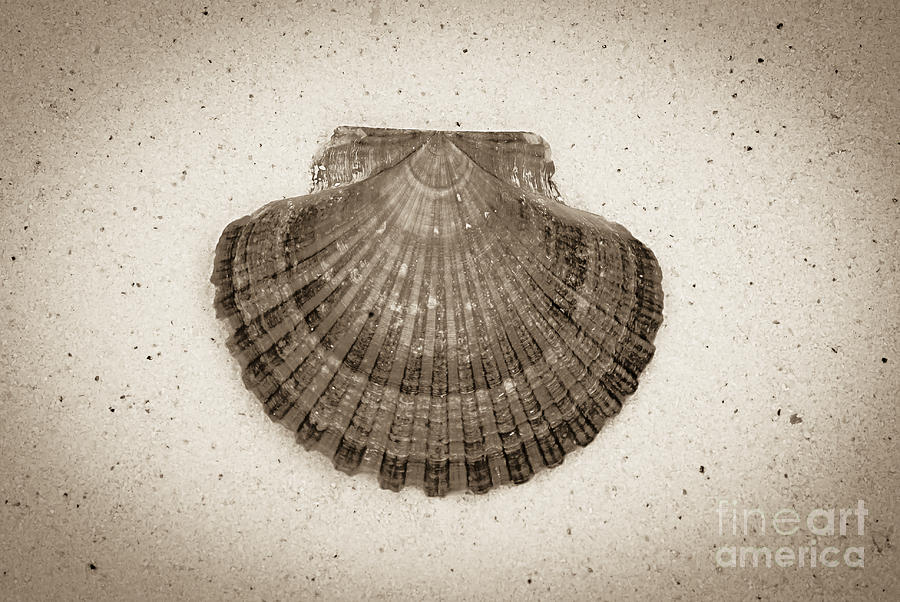 Sepia Scallop Photograph by Jim And Emily Bush