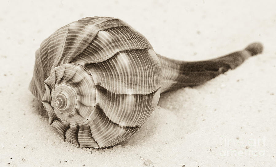 Shell Photograph - Sepia Shell by Jim And Emily Bush