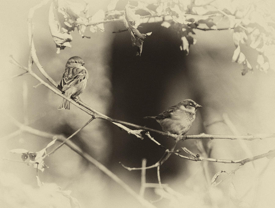 Sepia Sparrows Photograph by Diane Giurco