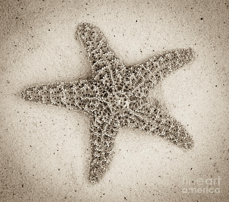 Sepia Starfish Photograph by Jim And Emily Bush