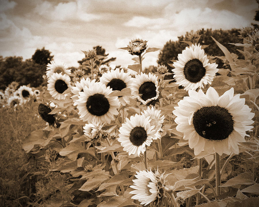 Sunflower Photograph - Sepia Sunflower Field by Debbra Obertanec