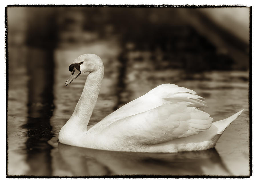 Sepia Swan Photograph by Hakon Soreide