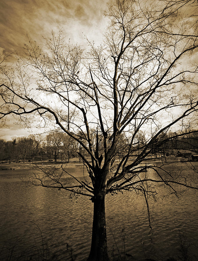 Nature Photograph - Sepia Tree by Sheila Kay McIntyre