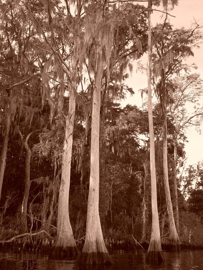 Tree Photograph - Sepia Trees by Tiffney Heaning