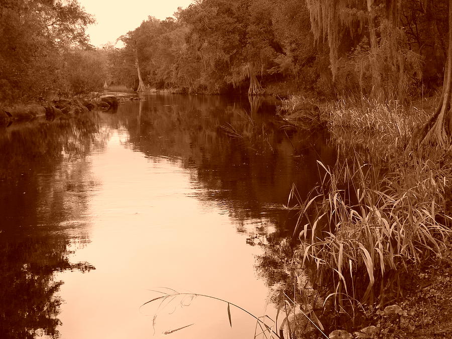 Sepia Withlacoochee River Photograph by Warren Thompson