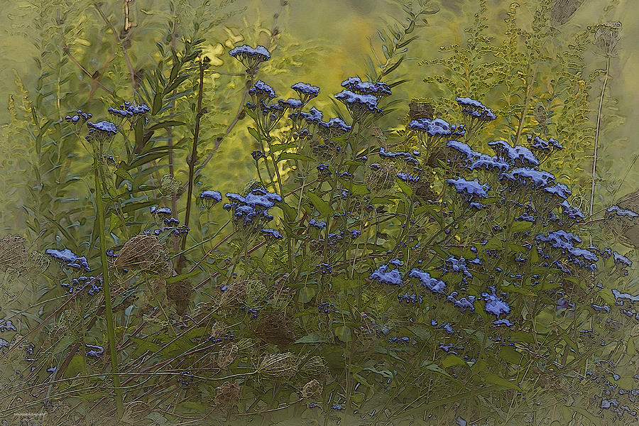 Flower Photograph - September Morning by Ron Jones