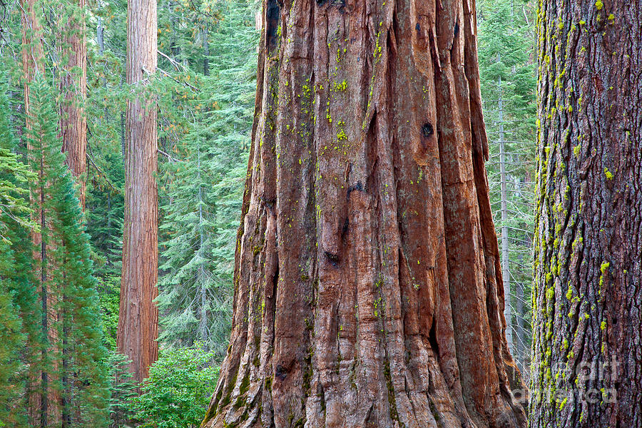 Sequoia Forest Photograph by Susan Cole Kelly