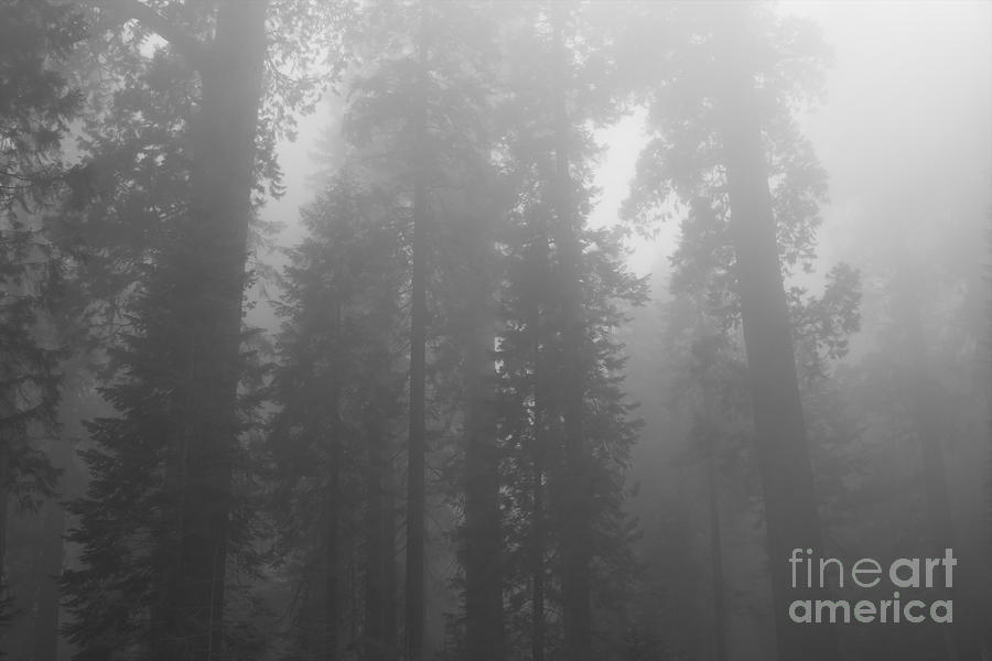 Sequoia National Park Photograph - Sequoia National Park in the fog ll - black and white by Hideaki Sakurai