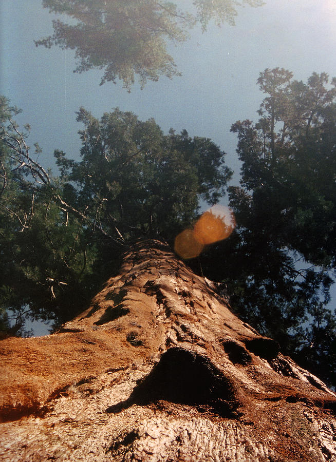 Sequoia Photograph by Nick Jennes - Fine Art America