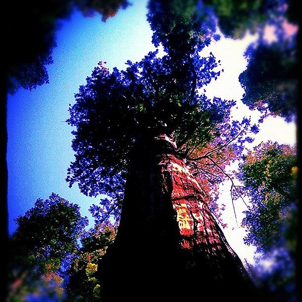 Summer Photograph - #sequoia #sequioanationalpark #tree by Tyler Rice