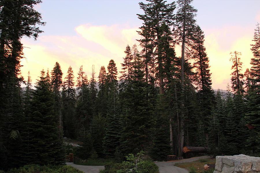 Sequoia Sunset Photograph by Heidi Smith
