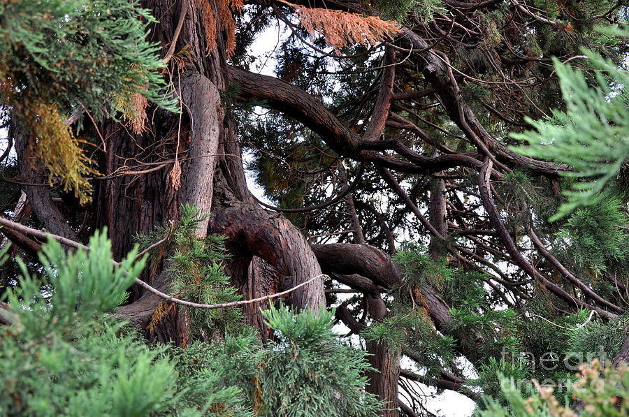 Sequoia Tree In Victoria Canada Photograph by Tatyana Searcy