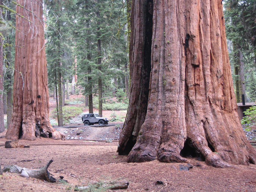 Nature Photograph - Sequoia  Trees 2 by Naxart Studio