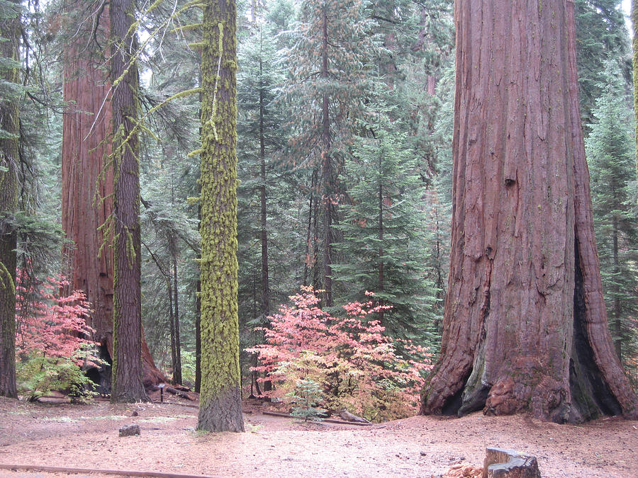 Nature Photograph - Sequoia  Trees  by Naxart Studio