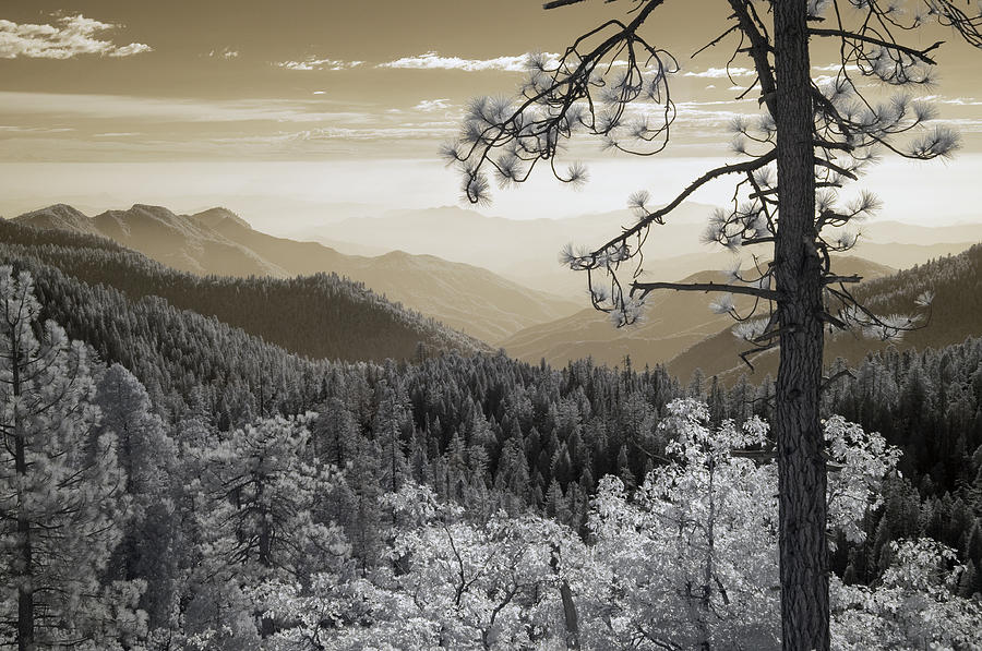 Tree Photograph - Sequoia View by Mike Irwin