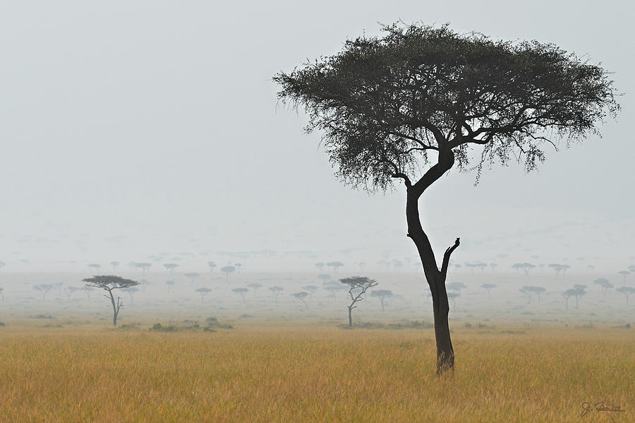 Serengeti Acacia in the Mist Photograph by Joe Bonita