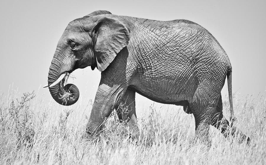 Wildlife Photograph - Serengeti Elephant by Richard Matthews