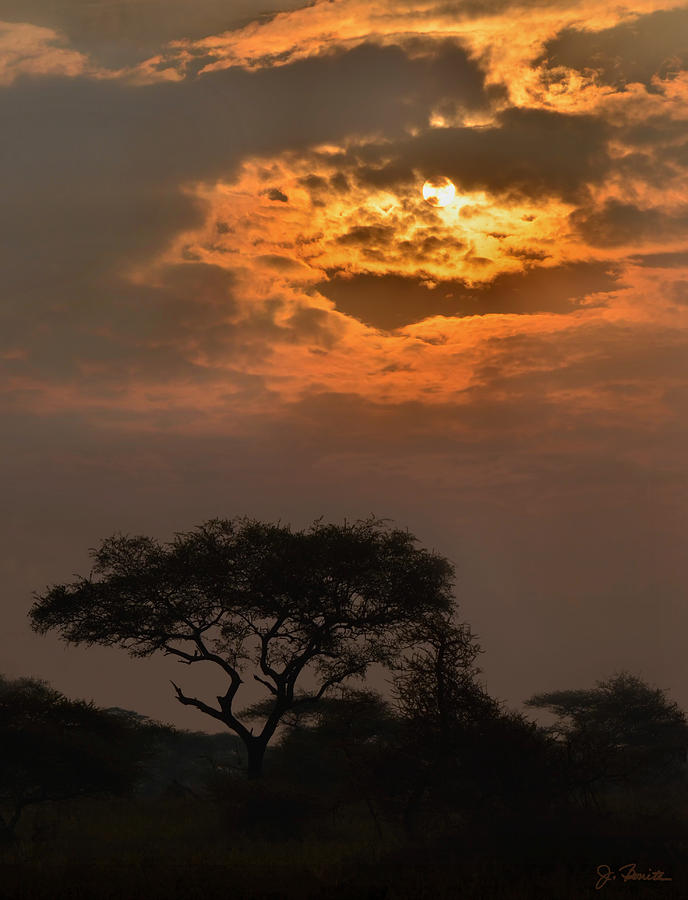 Serengeti Sun No. 1 Photograph by Joe Bonita