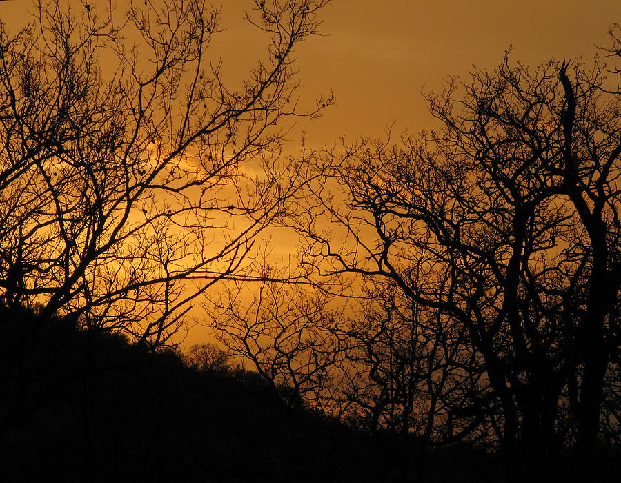Serengeti Sunset Photograph by Joseph G Holland